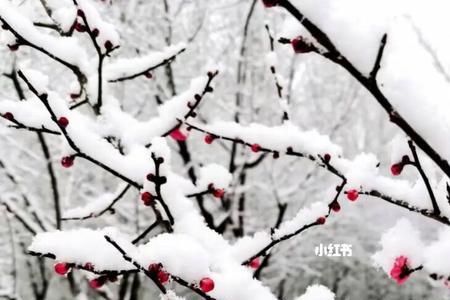 白雪与梅花比芬芳的诗句