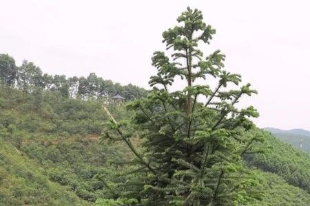 种杉木有前途吗