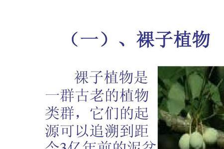 植物分类学中族是哪一级分类