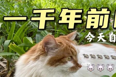 猫为什么进化的这么好看