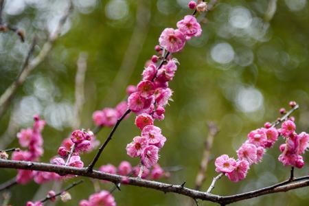 什么是梅花天气