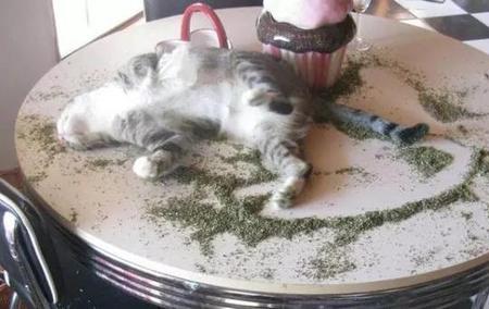 人可以用猫薄荷洗澡吗