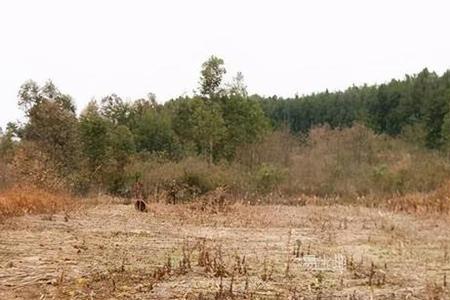 灌木林地如何转换为建设用地