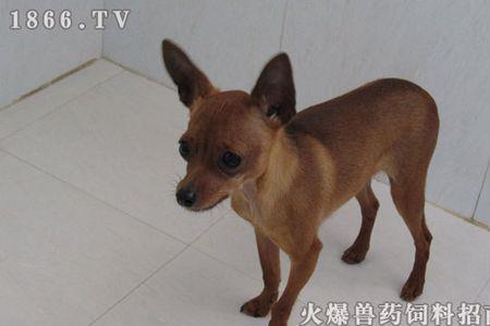 有陌生人小鹿犬叫不叫