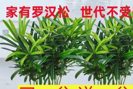 洗米水怎样养罗汉松