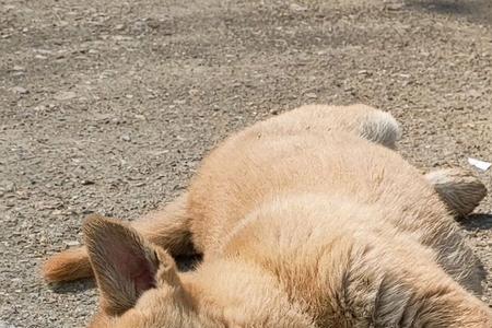 中华田园犬为什么广西特别多