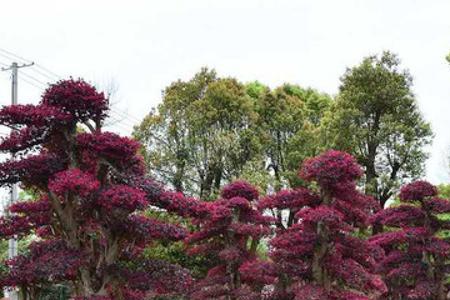 红花檵木罗汉松哪个适合庭院