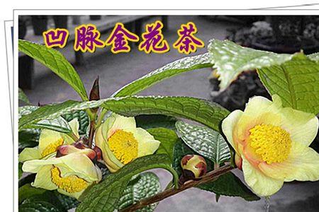 防城小叶金茶花怎么养