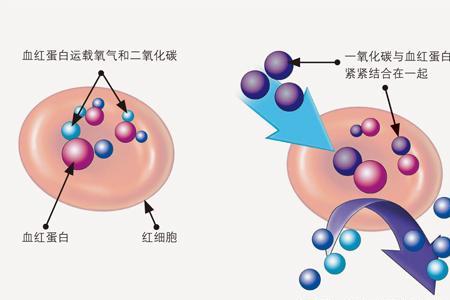 红细胞的运输方式有哪些