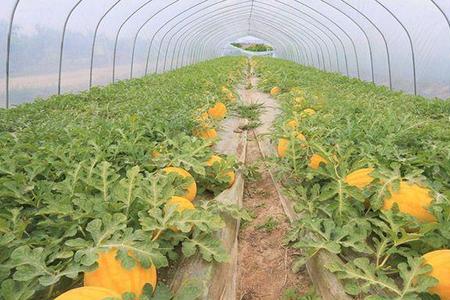 菊花膨大素什么时候用