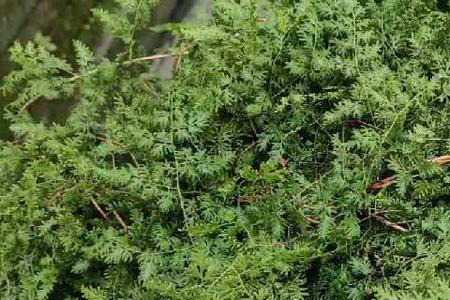 海金沙种植时间和方法