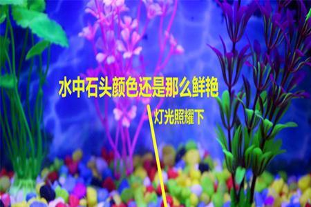 七彩蝶在鱼缸里面下鱼仔怎么办