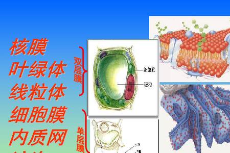 可参与构成生物膜系统的是什么