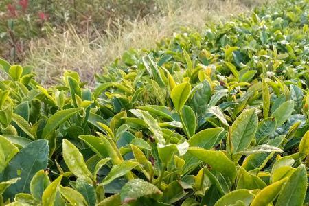 河北地区什么时候种植十月红