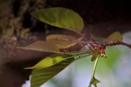 繁花似锦流年无声意思