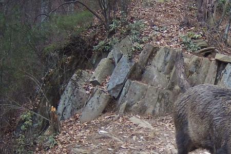 重庆野猪最多的地方