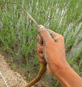 抓黄鳝最佳季节