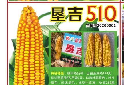 奥玉510玉米品种最高产量