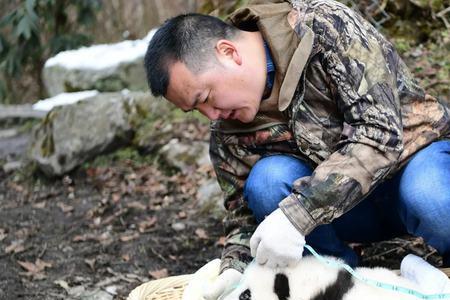 人工饲养的大熊猫用独居吗