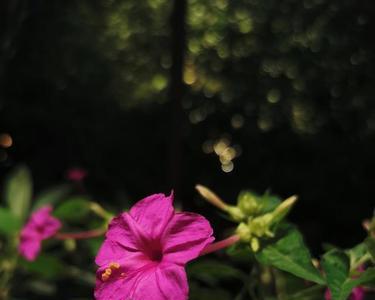 胭脂花生长周期