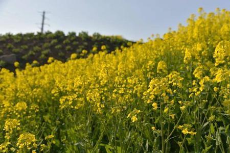 油菜花为什么要掐掉头