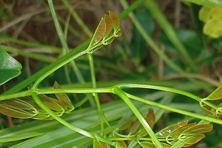 菜藤子别名