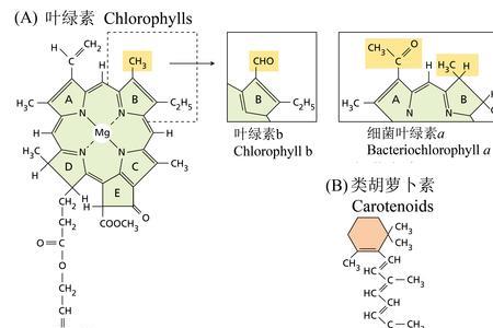 光合色素与色素的区别