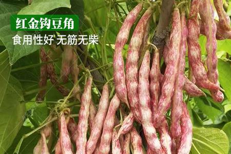 红金钩豆角4月份播种吗