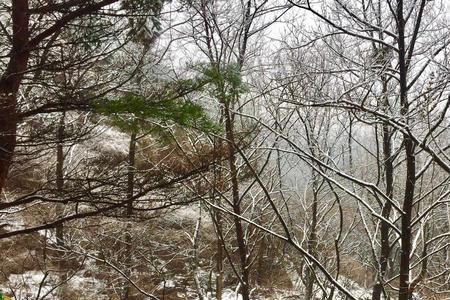 岁暮满山雪松色郁青苍的意思