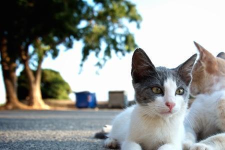 流浪猫大叫什么原因