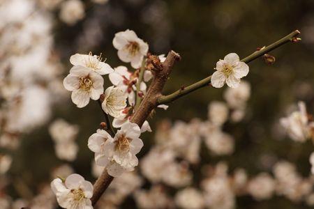 白梅花生长在什么地区