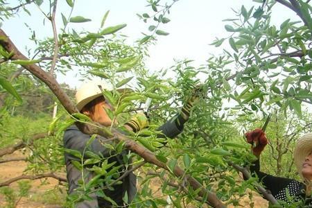 枣树移栽第一年不结果