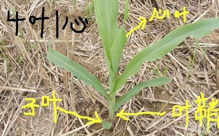 玉米十个叶啥样