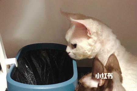 德文卷毛猫用什么毛刷