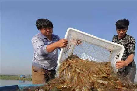 啥叫海水汪子虾