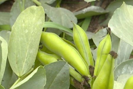 植物大战僵尸黄金豆有什么用