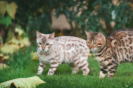 豹猫和野猫谁的速度快