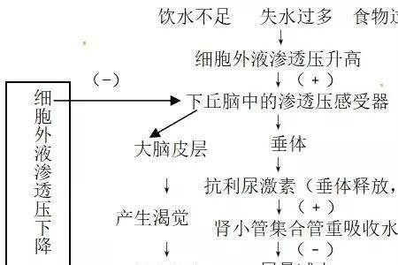 人类两大功能调节系统