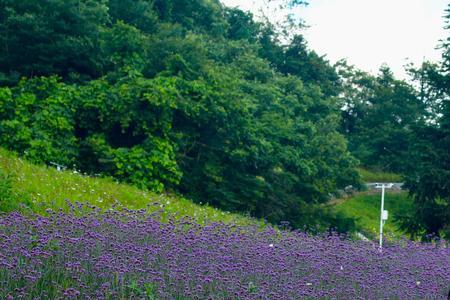 野三关森林花海9月还能去吗