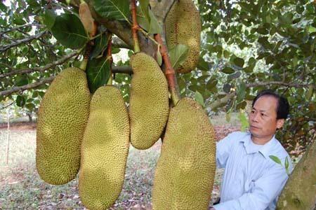 牛肚子果和菠萝蜜有什么区别