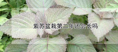 8月份紫苏多久发芽