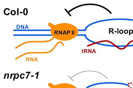 rna聚合酶本质为什么不是rna