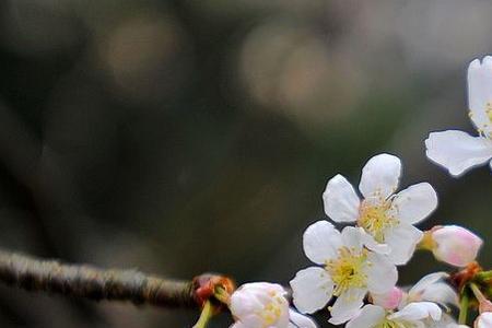 野樱花和樱花的区别