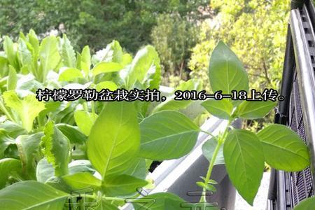 九层塔种植难度