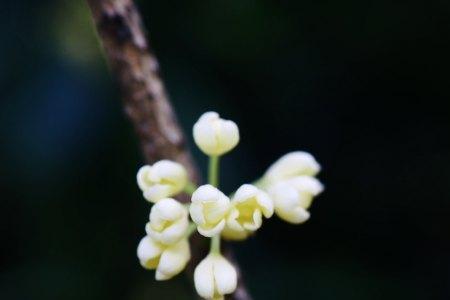 闻到桂花香什么梗