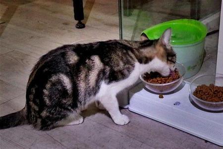 猫吃猫粮发出嘎吱嘎吱的声音