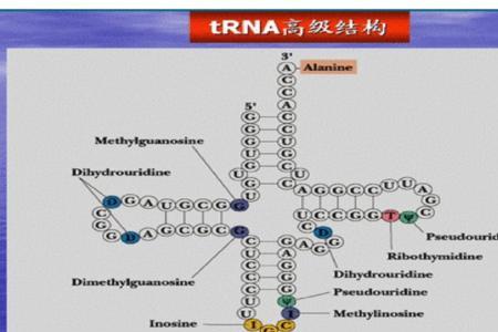 前体rna又可以称为什么