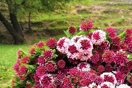 狼毒花啥季节采摘时间最佳