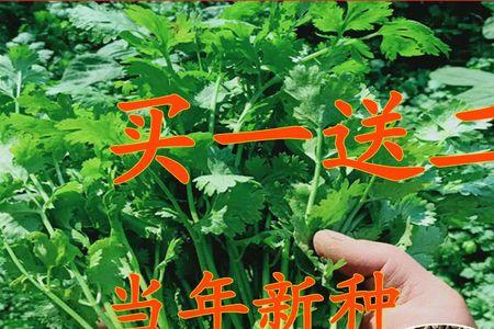 芫芜怎样种植