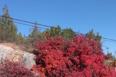 北京蟒山有花吗